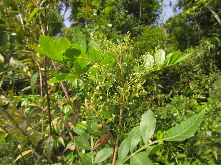 Schinus terebinthifolia (11)