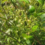 Schinus terebinthifolia (12)