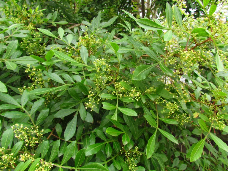 Schinus rhoifolia (56)