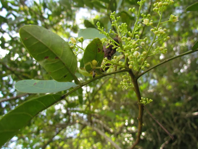 Schinus rhoifolia (54)