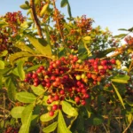 Schinus rhoifolia (48)