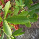 Schinus rhoifolia (44)