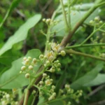 Schinus rhoifolia (39)