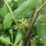 Schinus rhoifolia (37)