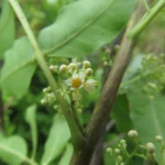 Schinus rhoifolia (38)