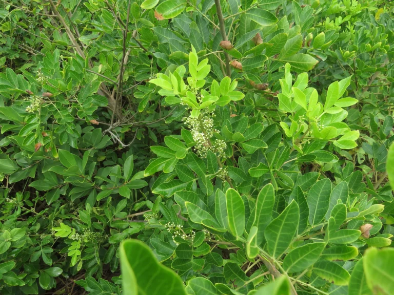 Schinus rhoifolia (30)