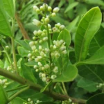 Schinus rhoifolia (31)