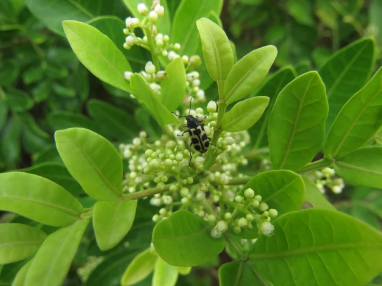 Schinus rhoifolia (27)