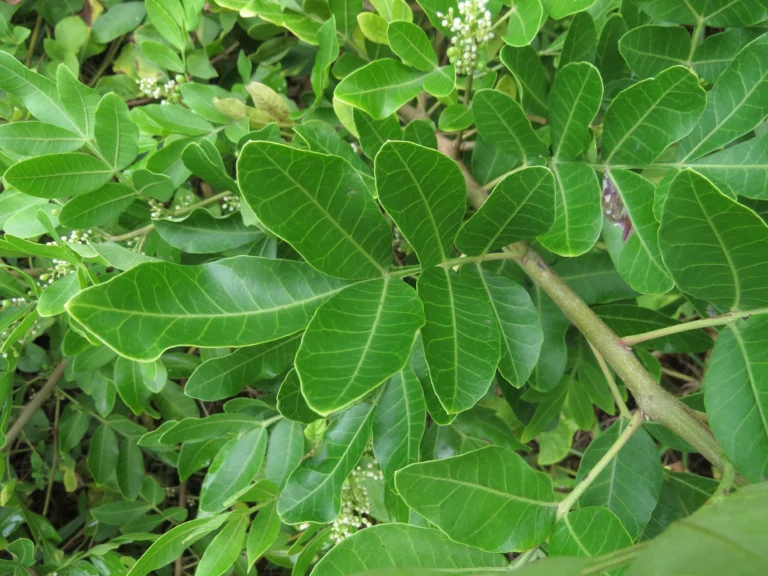 Schinus rhoifolia (29)