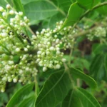 Schinus rhoifolia (26)