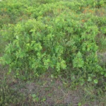 Schinus rhoifolia (23)