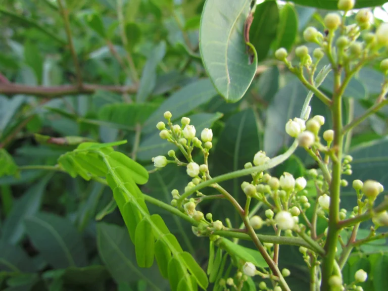 Schinus rhoifolia (21)