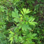 Schinus rhoifolia (22)