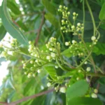 Schinus rhoifolia (17)