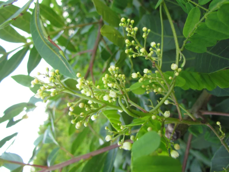 Schinus rhoifolia (18)