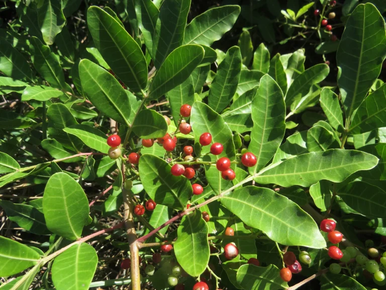 Schinus rhoifolia (14)