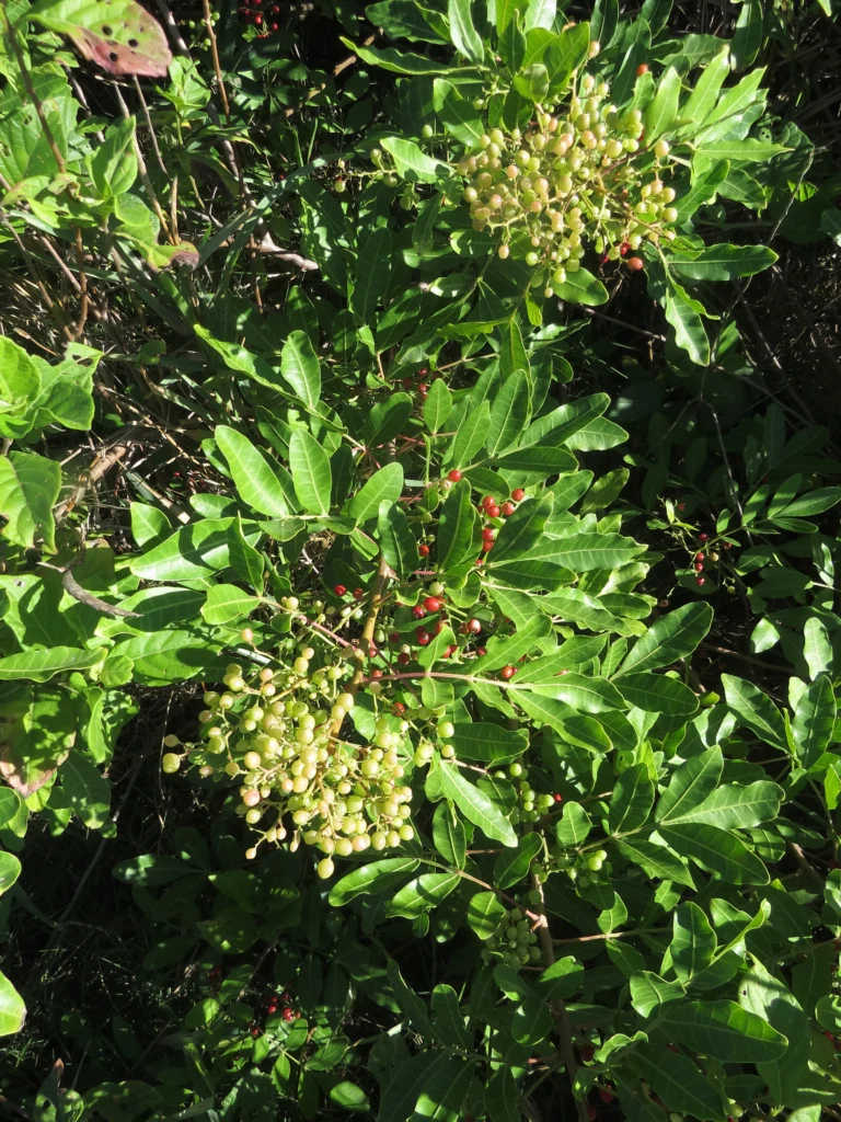 Schinus rhoifolia (12)