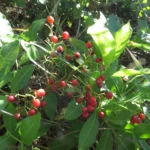 Schinus rhoifolia (13)