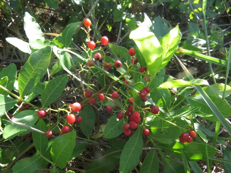 Schinus rhoifolia (13)