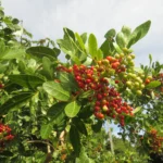 Schinus rhoifolia (10)