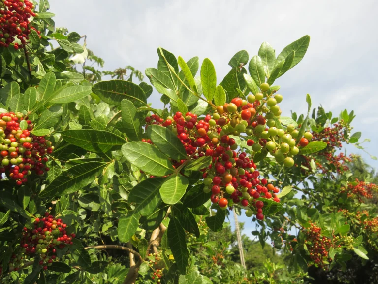 Schinus rhoifolia (10)