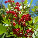 Schinus rhoifolia (2)