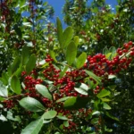 Schinus rhoifolia (4)