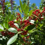 Schinus rhoifolia (1)