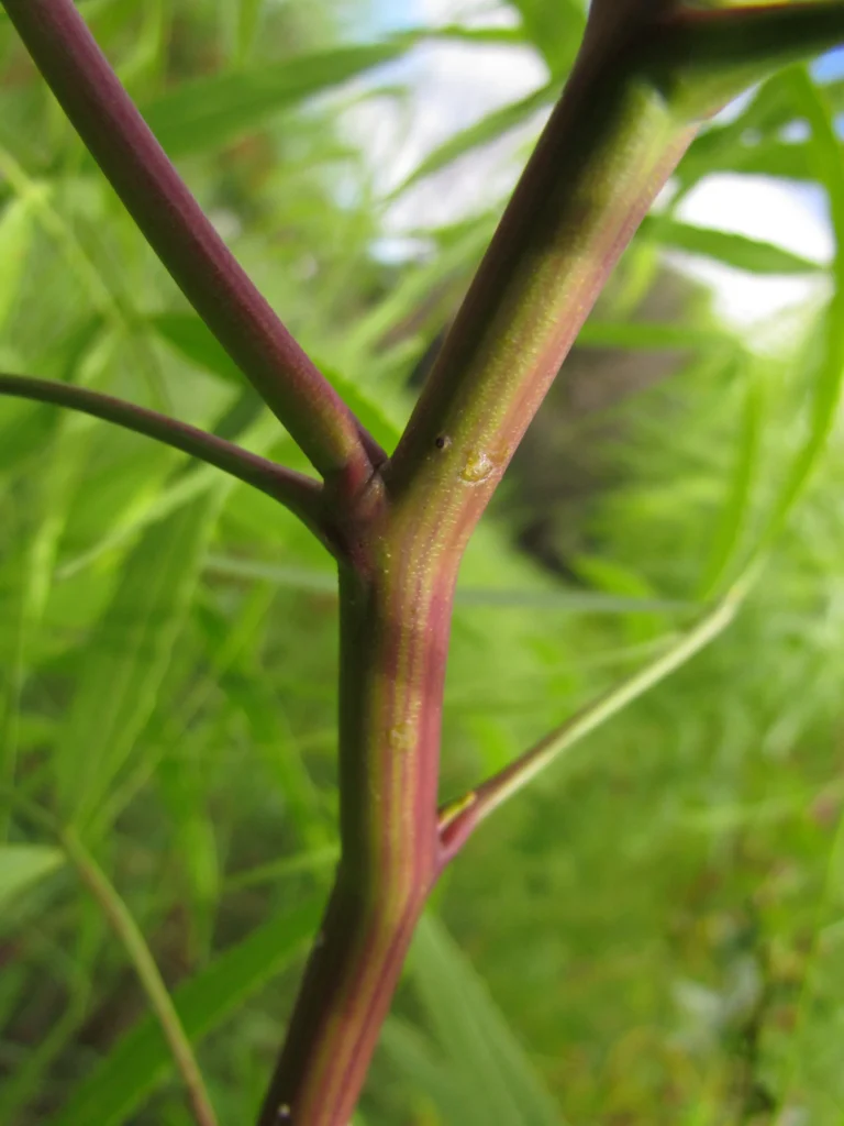 Schinus molle (12)