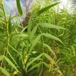 Schinus molle (4)