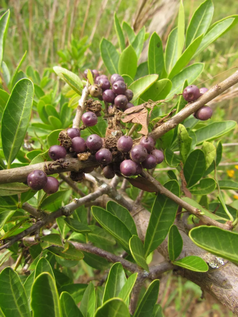 Schinus longifolia (30)
