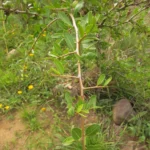 Schinus longifolia (29)