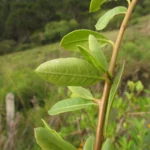 Schinus longifolia (27)