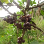Schinus longifolia (25)