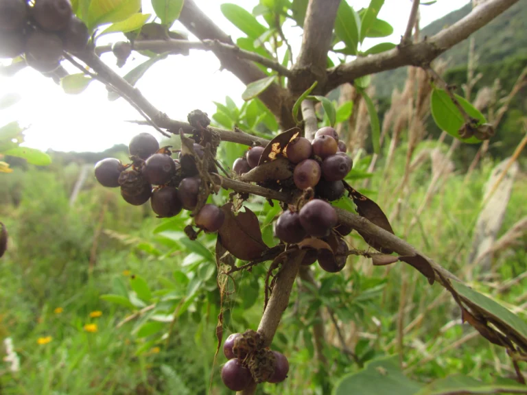 Schinus longifolia (25)
