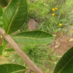 Schinus longifolia (22)