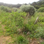 Schinus longifolia (20)