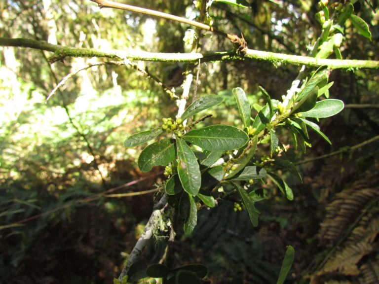 Schinus longifolia (16)