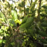 Schinus longifolia (13)
