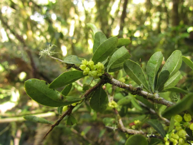 Schinus longifolia (10)