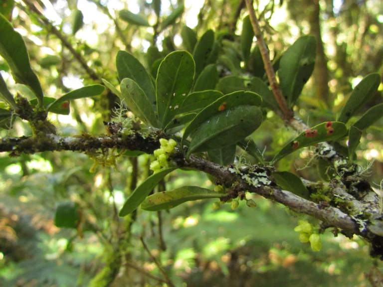 Schinus longifolia (11)