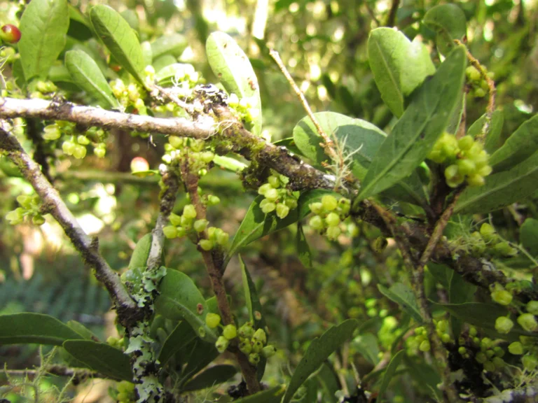 Schinus longifolia (5)