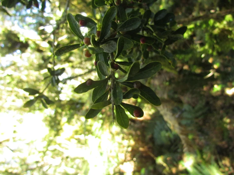 Schinus longifolia (4)