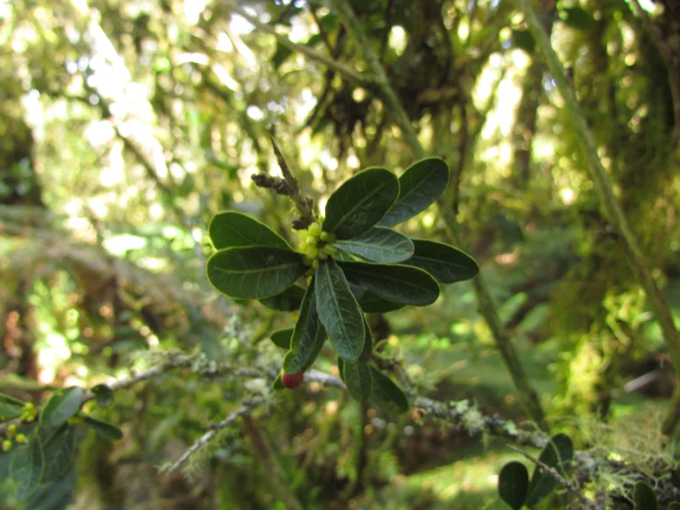 Schinus longifolia (1)