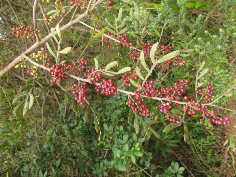 Schinus lentiscifolia (15)