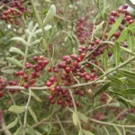 Schinus lentiscifolia (12)
