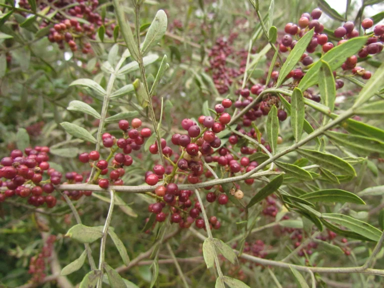 Schinus lentiscifolia (12)