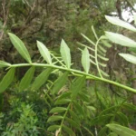 Schinus lentiscifolia (6)