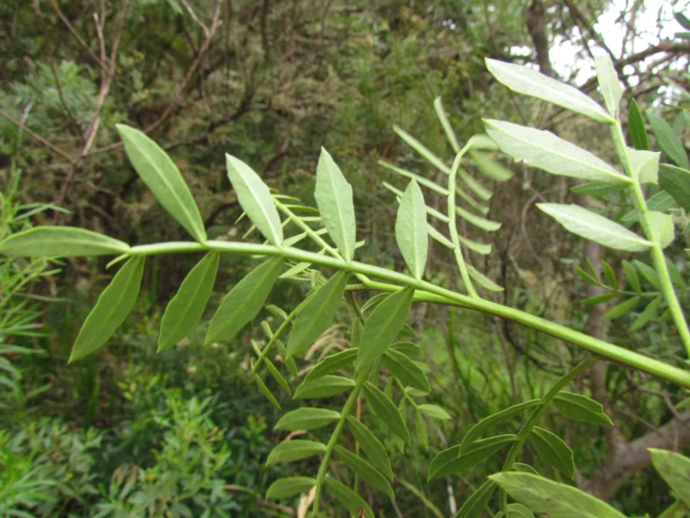 Schinus lentiscifolia (6)