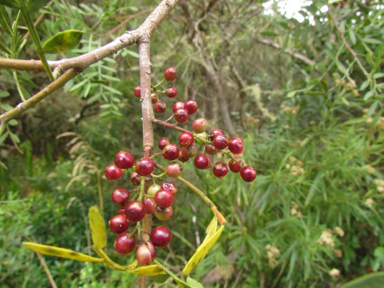 Schinus lentiscifolia (3)